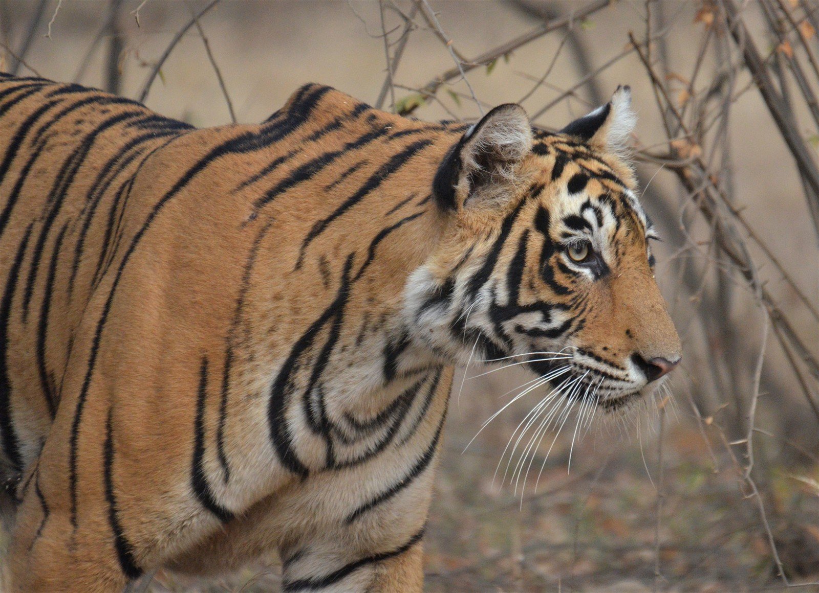 A Bengal tiger walking through a dry forest